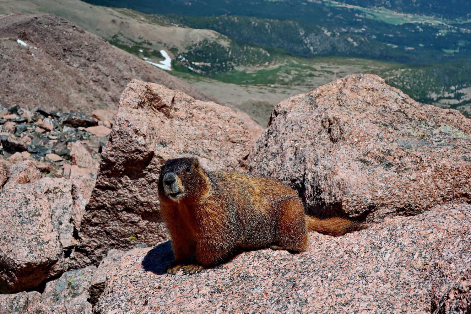 Marmot is coming closer